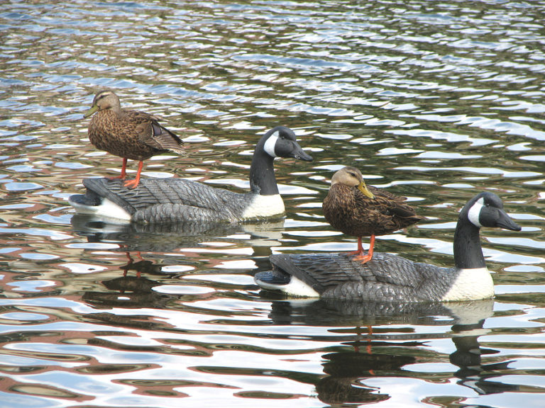 One Elder and One Decoy …what do you do when you only have one man qualified to be an elder?